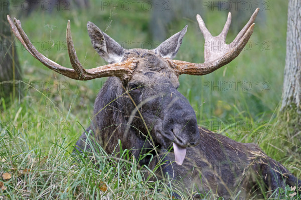 Elk (Alces alces), bull sitting in the grass, captive