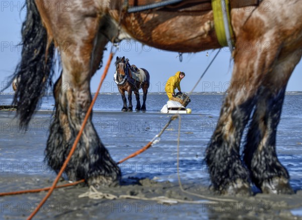 Horse fishermen catching Brown shrimp (Crangon crangon), Koksijde, North Sea coast, province of