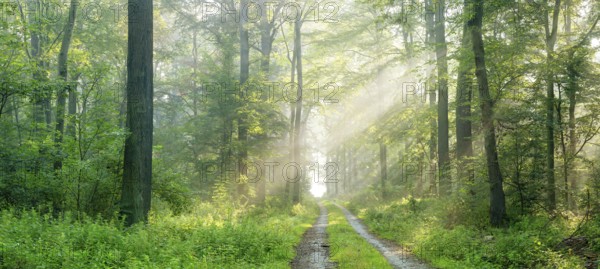 Panorama, hiking trail through natural deciduous forest of oaks and beeches, sun shining through