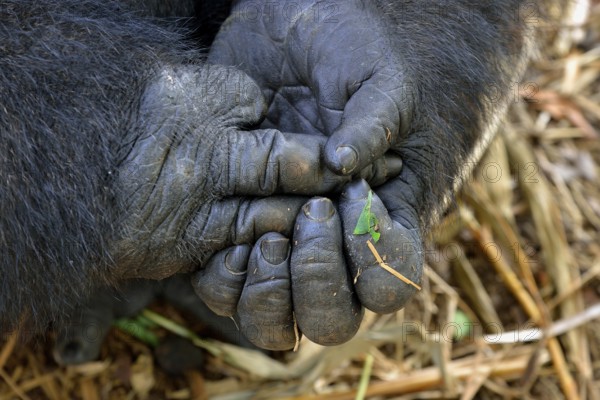Western Lowland Gorilla (Gorilla gorilla gorilla), hands, male, Silverback, captive, South-West