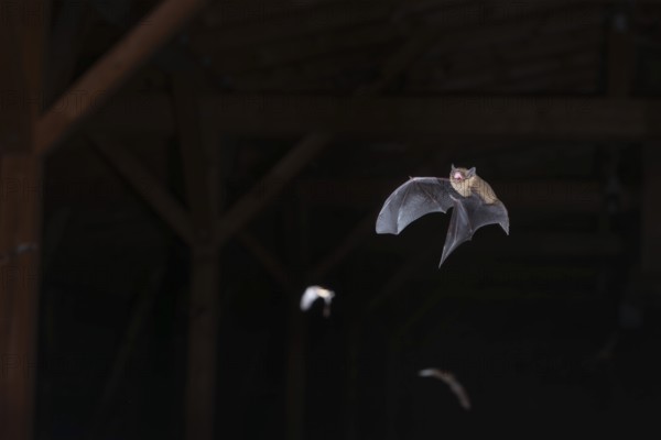 Common pipistrelle (Pipistrellus pipistrellus), swarming in the attic shortly in front of going