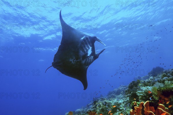 Rare black giant manta ray (Manta birostris), Bali Sea, Indo-Pacific, Pacific Ocean, Bali, Malay