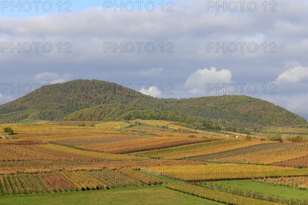 Vineyards in autumnal colours 2022 near Landau in der Pfalz, Southern Wine Route, Palatinate