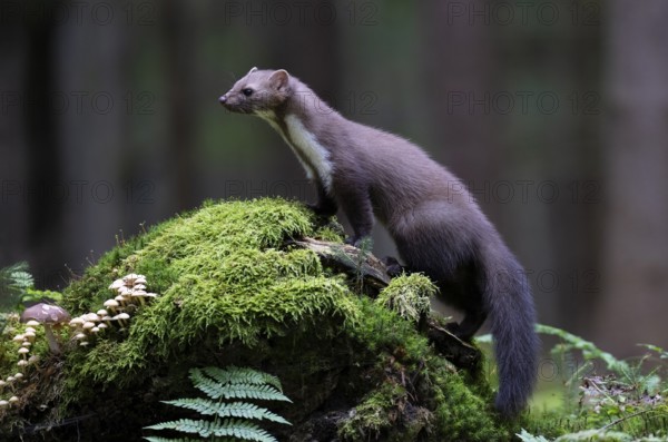 Beech marten (Martes foina), Bitburg, Rhineland-Palatinate, Germany, Europe