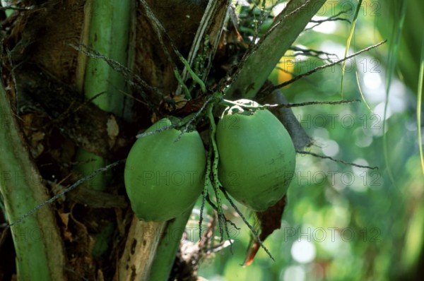 Coconut Palm (Cocos nucifera) fruits, Trinidad