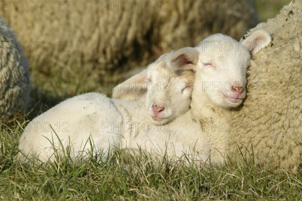 Merino sheep, lambs