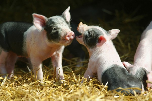 Hallic pigs, piglets in the barn, Hällian pig, Hällian pig pigs, straw