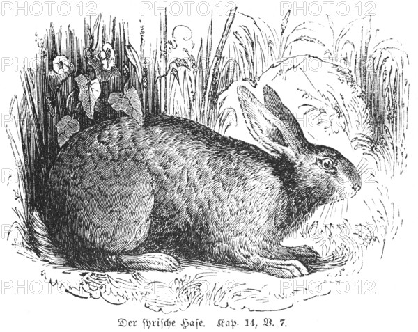 The Syrian hare, claws, unclean, forbidden, grass, side view, outdoors, Bible, Old Testament, Book