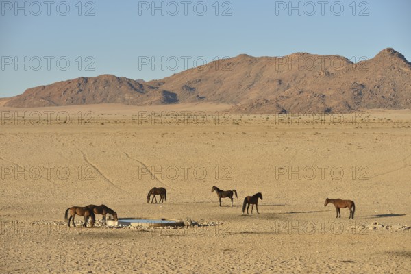 Desert Horses, Namib desert horses (Equus ferus) at the waterhole of Garub, near Aus, Karas Region,
