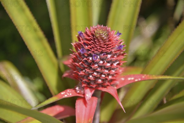 Pineapple (Ananas comosus), plant with flower, Banana Islands, Sierra Leone, Africa