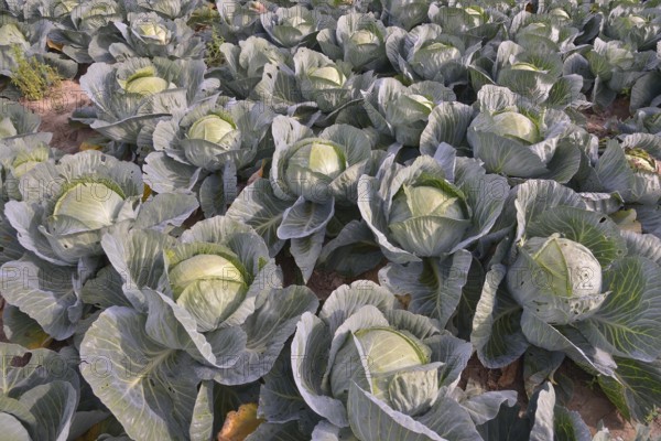 Field with White Cabbage (Brassica oleracea alba), Alsace, France, Europe