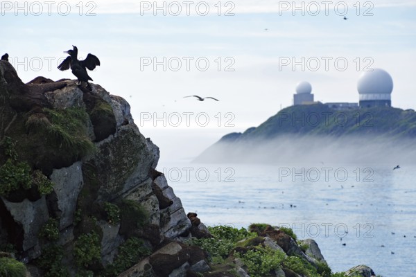 Cormorant spreads its wings on rocks to dry, fog over a bay and radar station, Hornøya, Vardö.