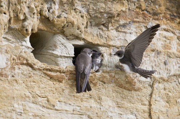 Sand martins (Riparia riparia), Emsland, Lower Saxony, Germany, Europe