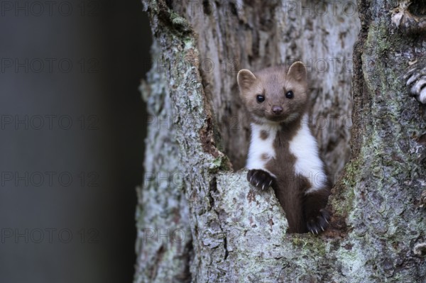Beech marten (Martes foina), Bitburg, Rhineland-Palatinate, Germany, Europe