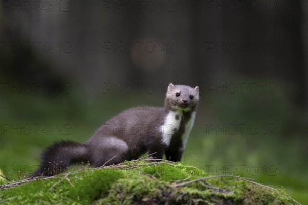 Beech marten (Martes foina), Bitburg, Rhineland-Palatinate, Germany, Europe