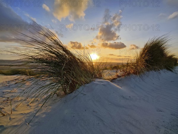 Dunes by the sea with sunset, Norderney Island, East Frisia, North Sea, Lower Saxony, Germany,