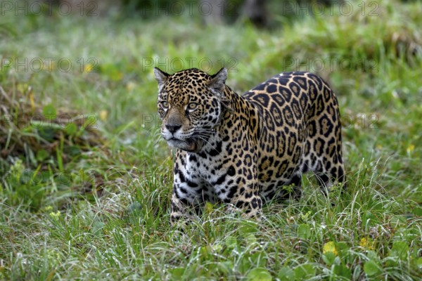 Jaguar (Panthera onca) with radio collar stands attentively in the tall grass, Conservation Land