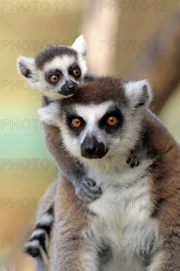 Ring-tailed Lemurs (Lemur catta), female with young, Berenty Reserve, Madagascar, Africa