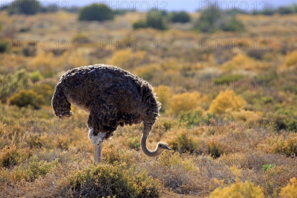 South african ostrich (Struthio camelus australis), female, Oudtshoorn, Klein Karoo, South Africa,