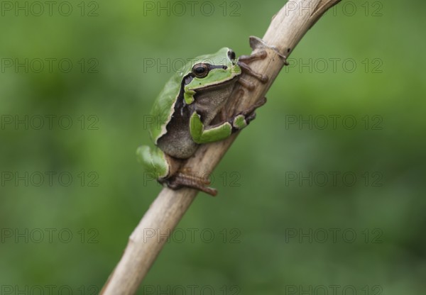 European tree frog (Hyla arborea) sits on a reed stalk, Lake Neusiedl National Park, Burgenland,