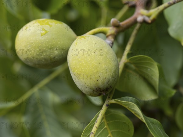 Persian walnuts (Juglans regia) shortly in front of opening the shell, North Rhine-Westphalia,