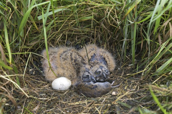 Short-eared owl (Asio flammeus) (Asio accipitrinus) egg and two chicks in nest on the ground in
