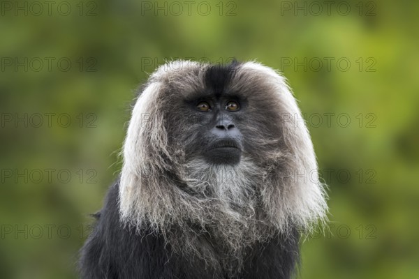 Lion-tailed macaque (Macaca silenus), wanderoo endemic to the Western Ghats of South India