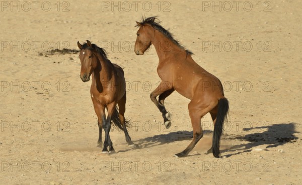 Fighting desert horses, Namib desert horses or Namibs (Equus ferus) near the waterhole of Garub,