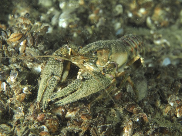An American crayfish (Faxonius limosus), invasive species, stands on a sandy substrate surrounded