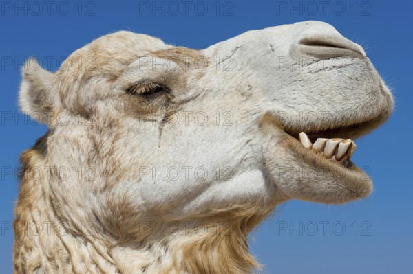 Dromedary (Camelus dromedarius), Arabian camel in head portrait, head, animal, farm animal, teeth,