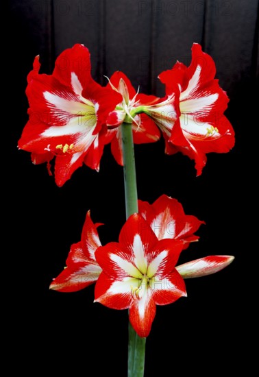 Red amaryllis with symmetrical petals against a dark background. Strong colours highlighted