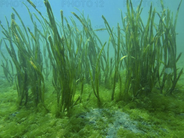 Green ribbon seaweed (Enhalus acoroides) growing on the seabed in an underwater world, dive site