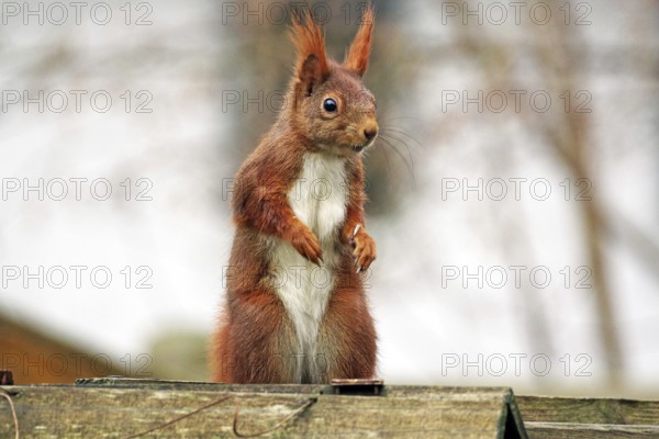 A red squirrel stands watchfully on a wooden background, surrounded by a natural autumn atmosphere,