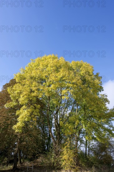 Autumn European ash (Fraxinus excelsior) Mecklenburg-Western Pomerania, Germany, Europe