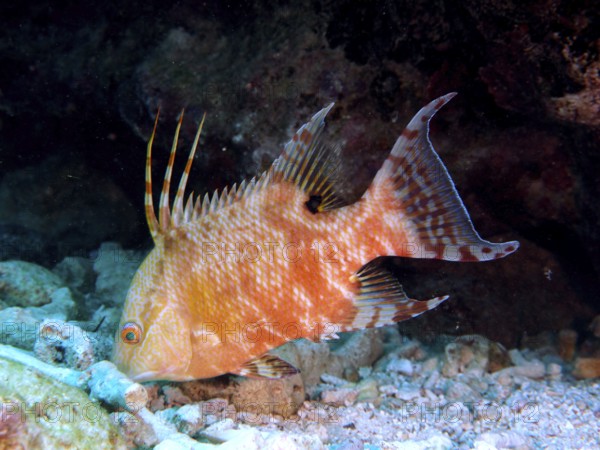 Hogfish (Lachnolaimus maximus) in search of food. Changes colour. Dive site John Pennekamp Coral