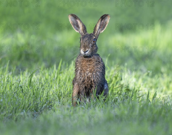 European hare (Lepus europaeus) sitting in a meadow, the fur is wet from the dew on the grass,