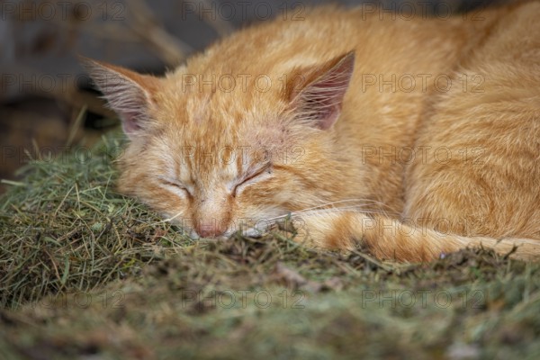 A deeply sleeping red felidae (Felis catus) on hay, Ternitz, Lower Austria, Austria, Europe