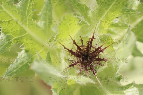 Benedict's weed (Centaurea benedicta, Cnicus benedictus), flower bud, medicinal plant, North