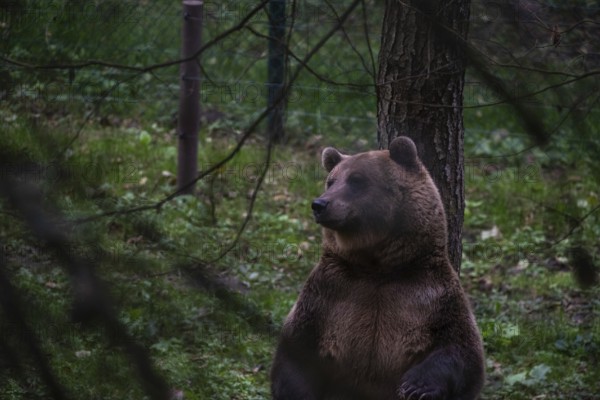 Brown bear, Müritz Bear Park, protection centre for brown bears from zoos, circuses and private
