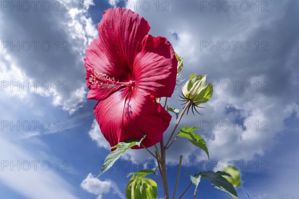 Blossom of a giant flowering hibiscus (Hibiscus moscheutos), blue sky, Baden-Württembetrg, Germany,