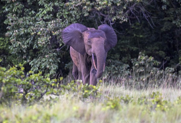 African forest elephant (Loxodonta cyclotis) in a clearing in Loango National Park, Parc National