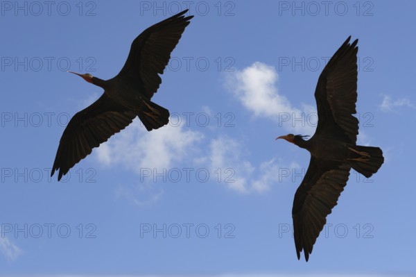 Flying Northern Bald Ibis, Geronticus eremita, Turkey, Asia