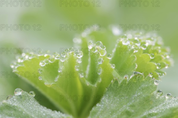 Garden lady's mantle (Alchemilla mollis), leaf with water droplets, North Rhine-Westphalia,
