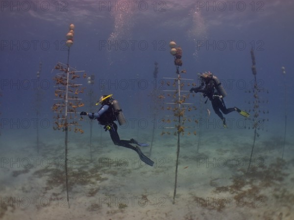 Coral farming. Divers clean the racks on which young specimens of Elkhorn coral (Acropora palmata)