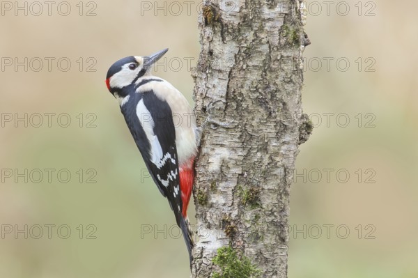 Great spotted woodpecker (Dendrocopus major) male on a birch tree, wildlife, woodpeckers, nature