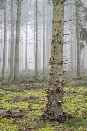 Fog in the larch forest (Larix decidua), Emsland, Lower Saxony, Germany, Europe
