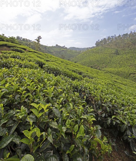 Green hilly landscape with tea plantations, Thekkady, Kerala, India, Asia