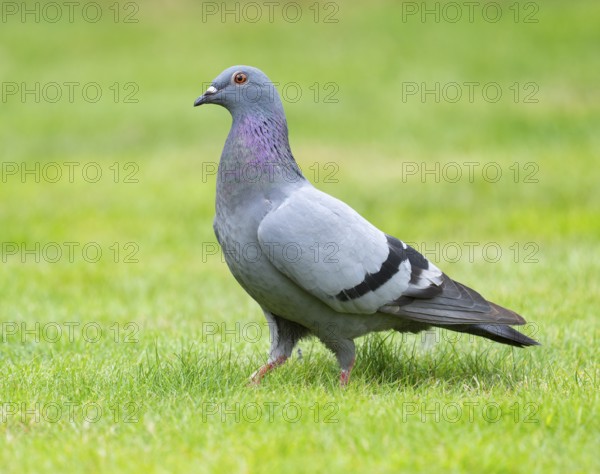 Domestic pigeon (Columba livia domestica) on a lawn, green area in search of food, Lower Saxony,