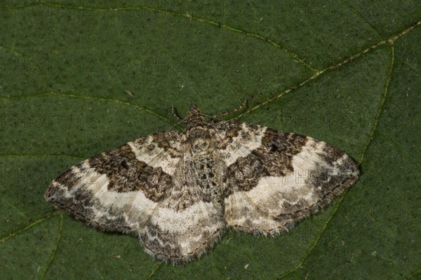 Grey-banded lavender moth (Epirrhoe alternata) on a large green leaf, Baden-Württemberg, Germany,