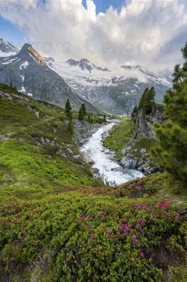 Mountain landscape with blooming alpine roses, mountain stream Zemmbach and mountain hut Berliner